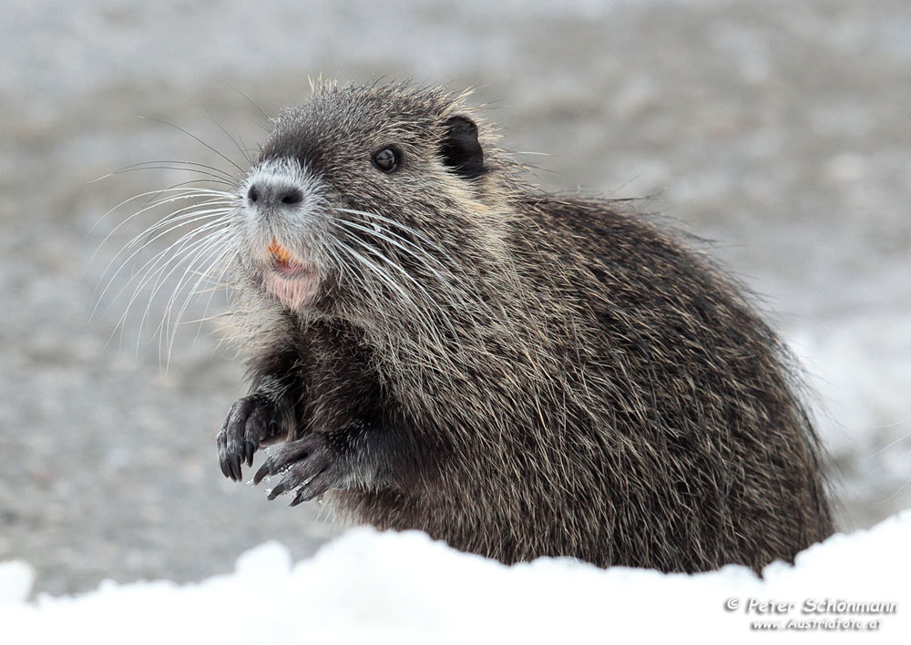 Nutria Junges