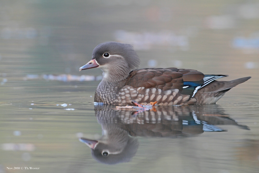 Mandarin-Weibchen...