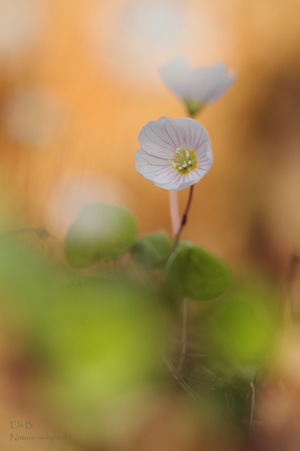 ~ Frühling ~