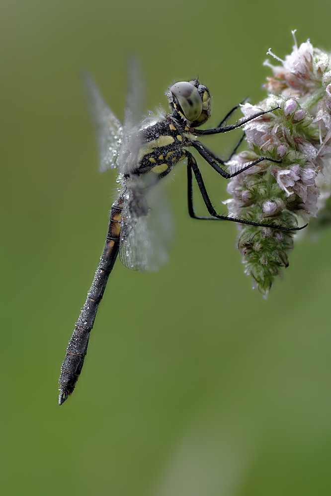 Schwarze Heidelibelle