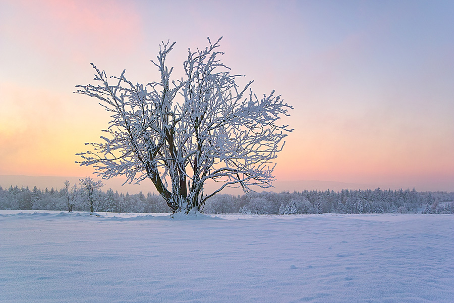 Bevor die Winternacht kommt