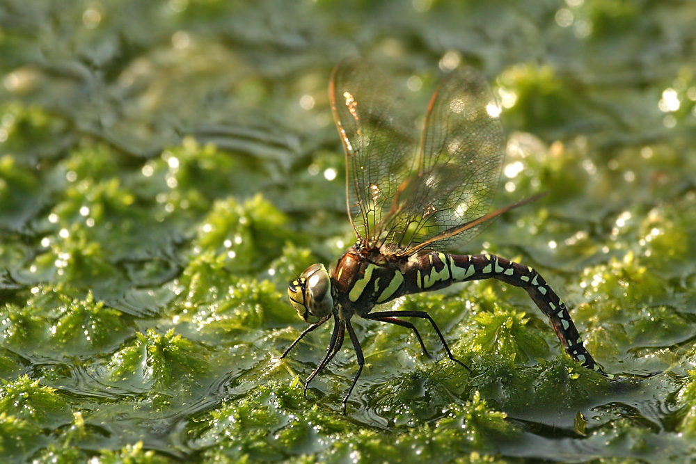 Aeshna subarctica elisabethae