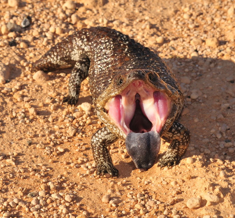 Bäääähhh