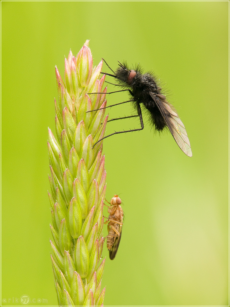 Schwarzer Wollschweber - Bombylius ater