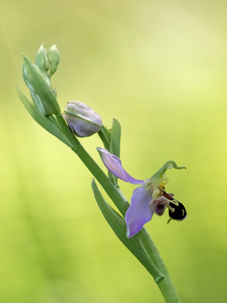 Bienen-Ragwurz
