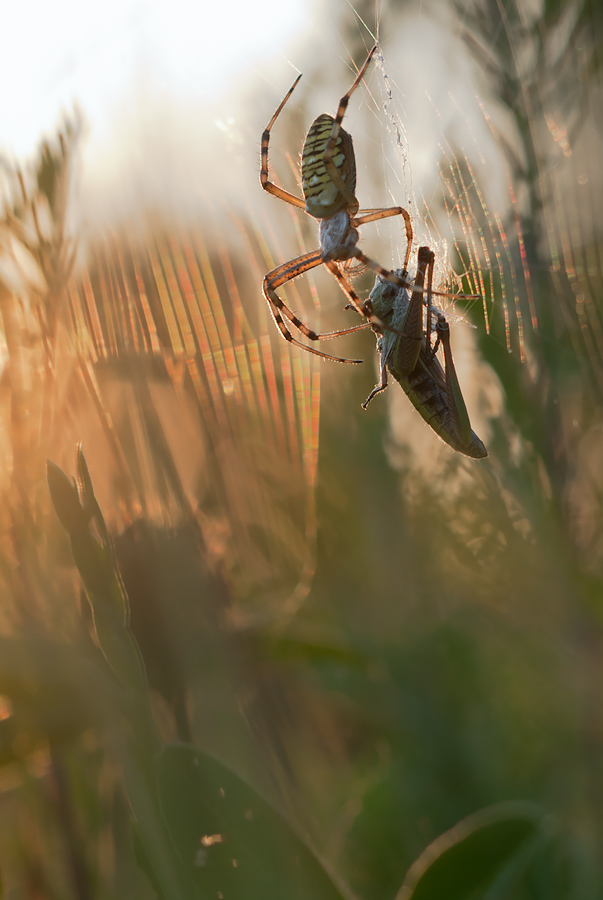 ~ Lange wehrte sie sich ... ~