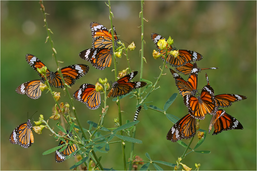 * Fünfzehn für den 15. *