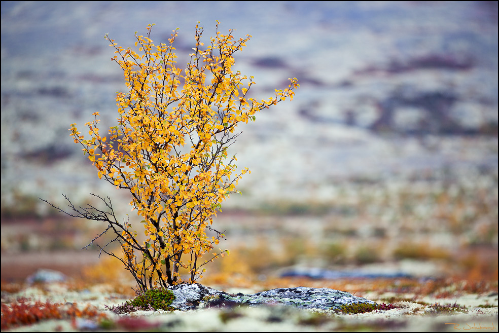 Herbstbirke