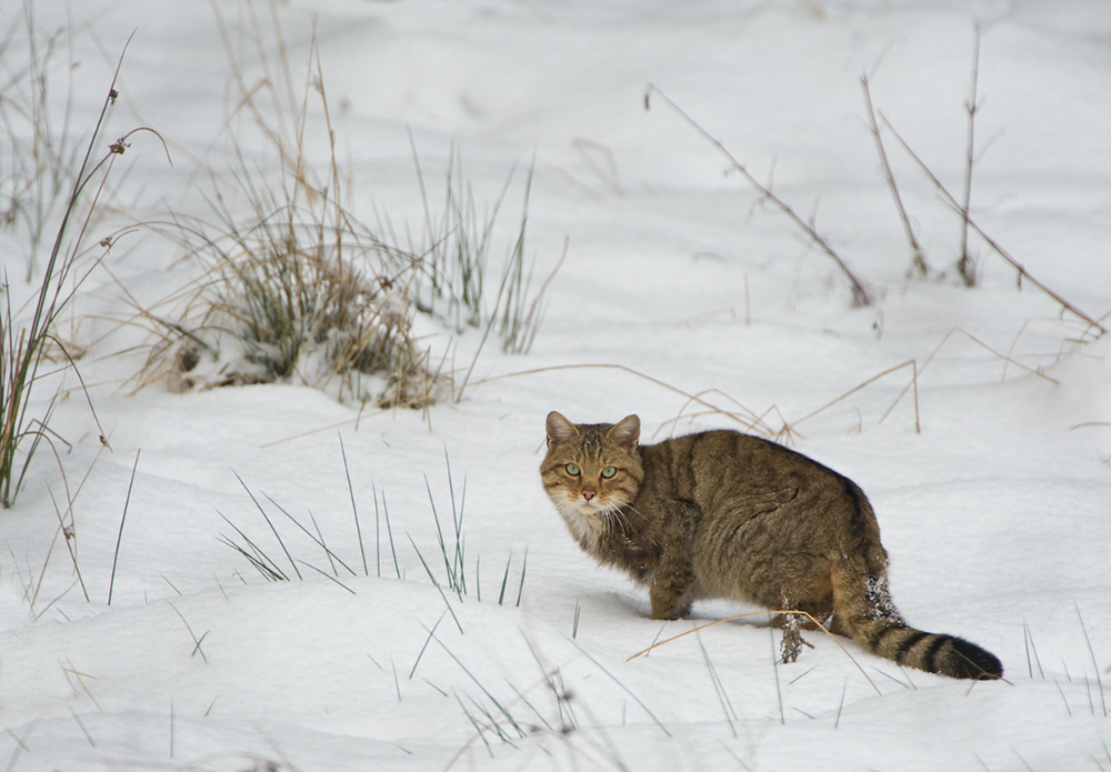 Echte - WILDE - Wildkatze