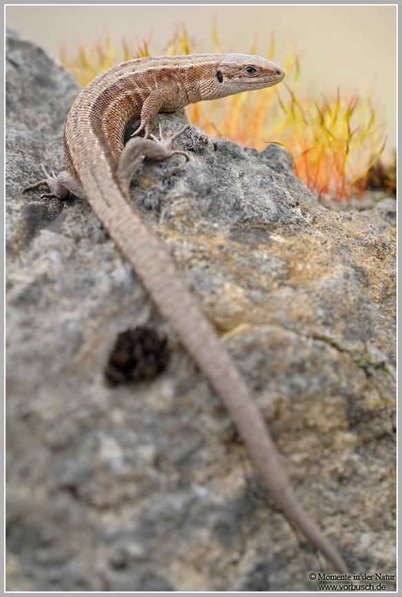 Waldeidechse (Zootoca vivipara)