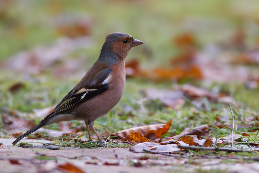 Buchfinkmännchen (Fringilla coelebs)