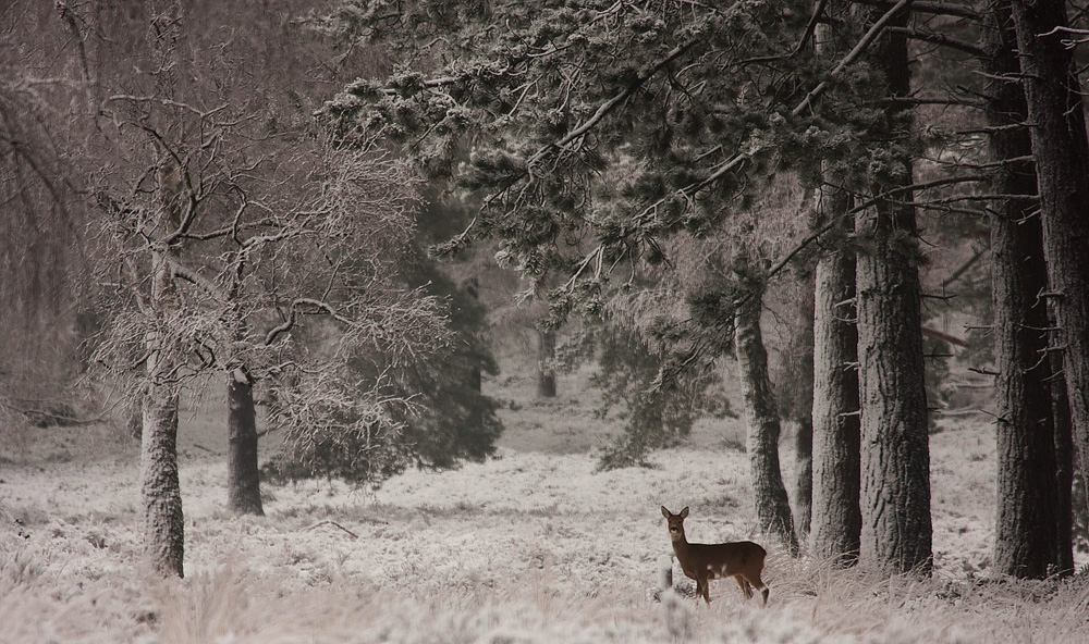Winter Wonderland