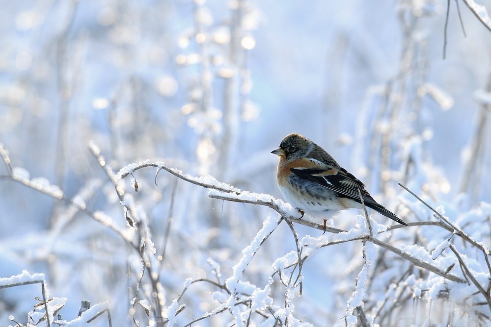 Wintergast an Naturfütterung