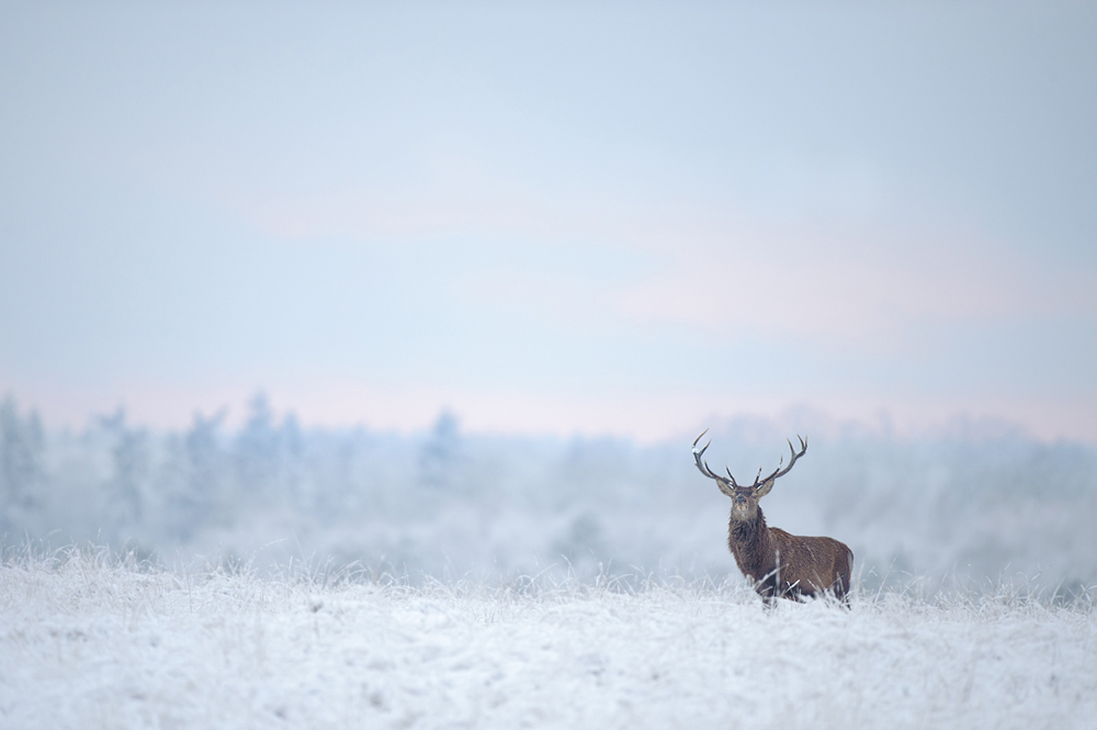 Red deer