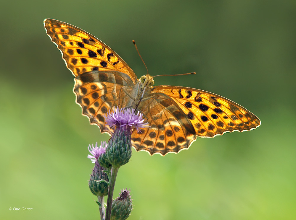 Kaisermantel (Argynnis paphia)