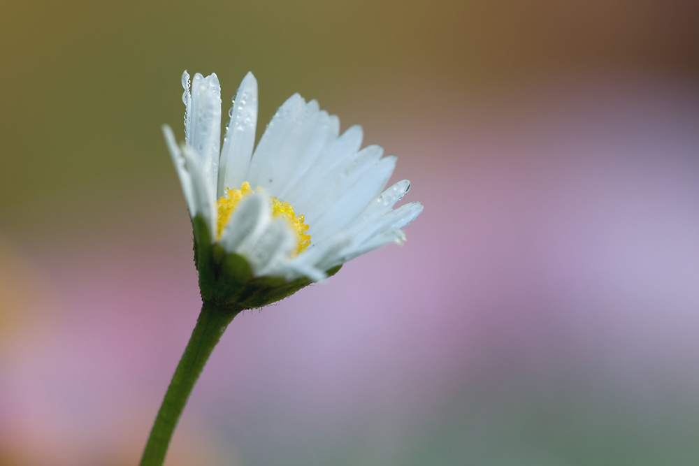 Gänseblümchen