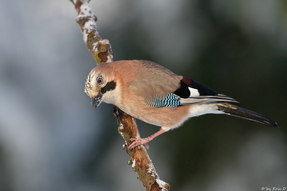 Der Waldschrat