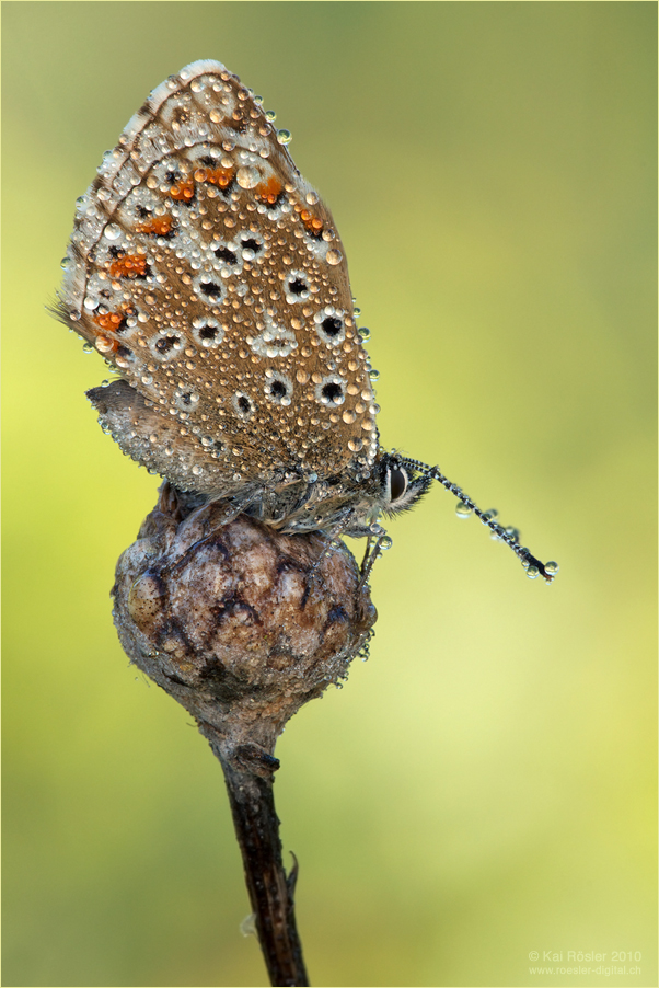 Himmelblauer Bläuling
