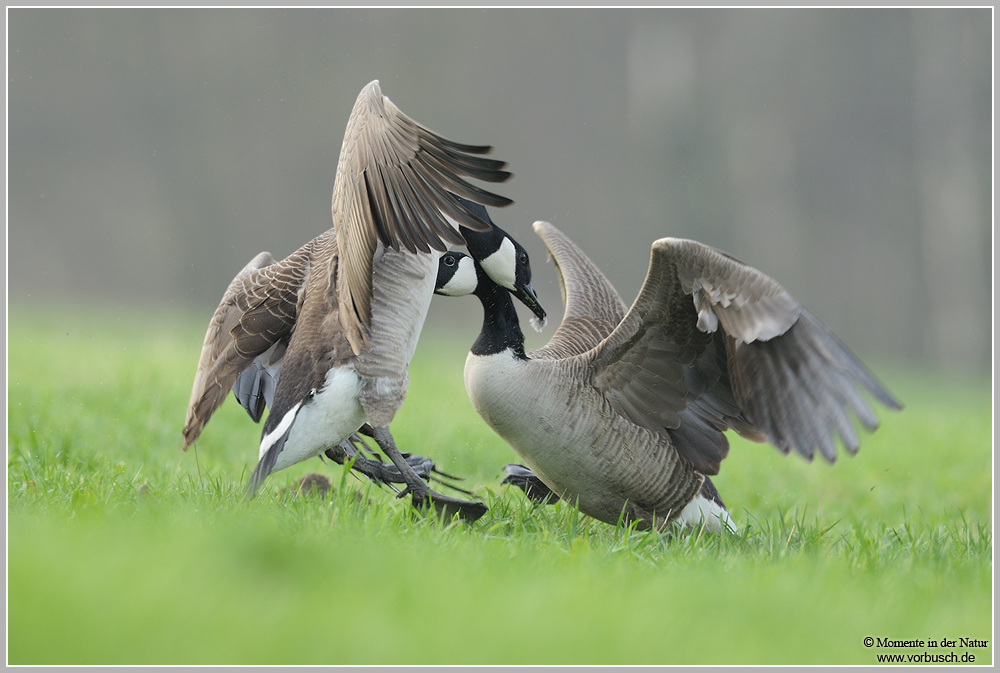 Kanadagans (Branta canadensis)