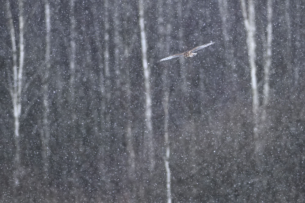 Schneeschauer mit Vogel
