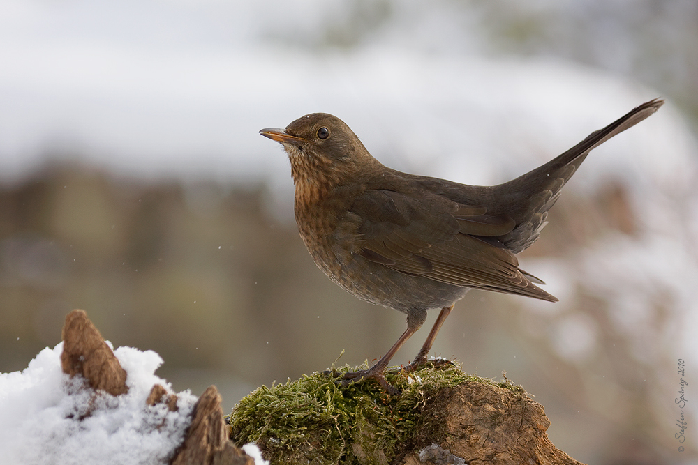 "Nur ne Amsel" aber ...