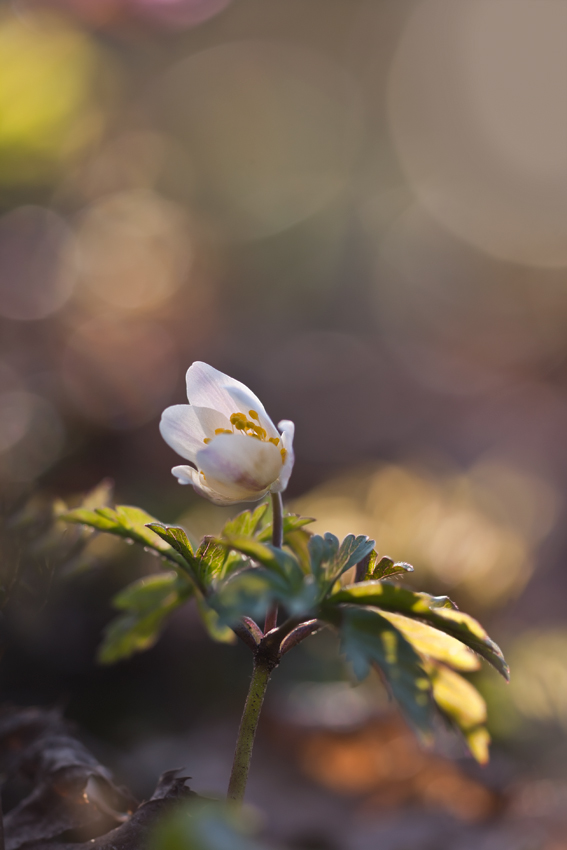 Von der Sonne geweckt