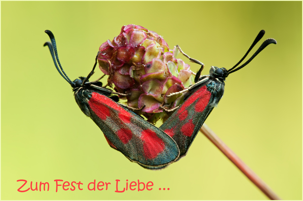 Zum „Fest der Liebe“ …