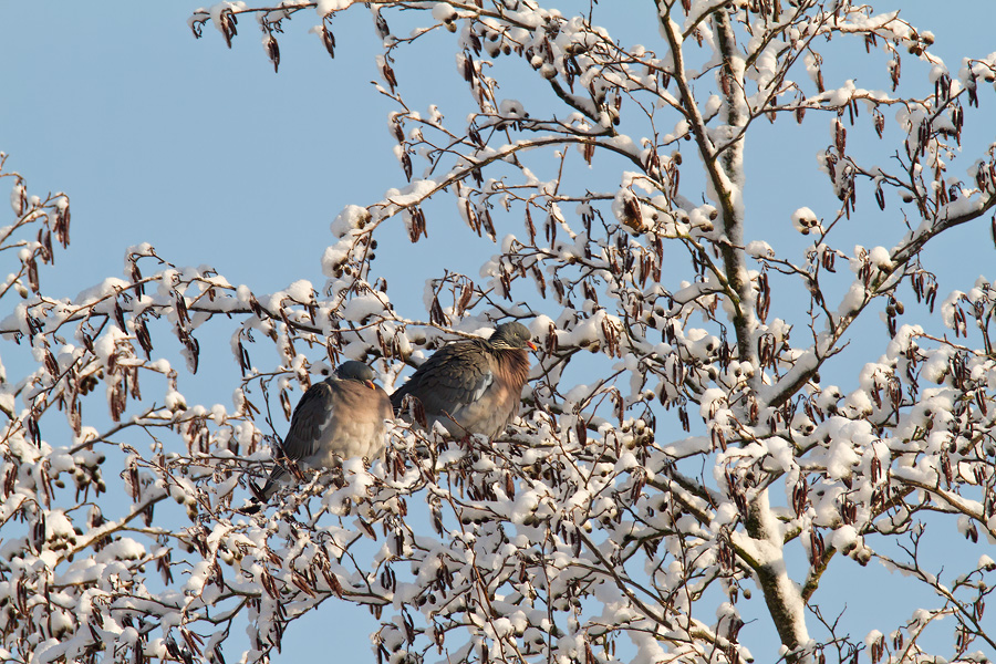 ruhende Ringeltauben (Columba palumbus) in einer Schwarzerlen-Baumkrone