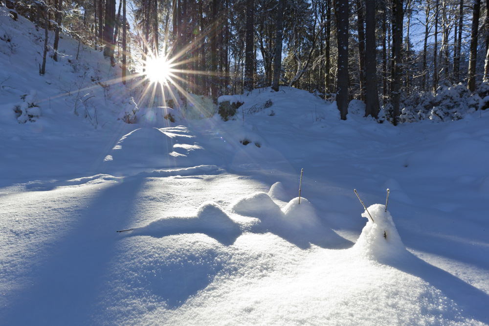 Sonnenstern