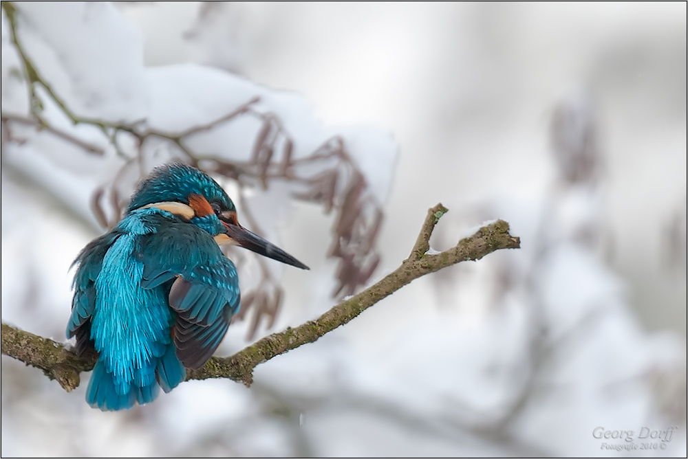 Winter im Eisvogelland