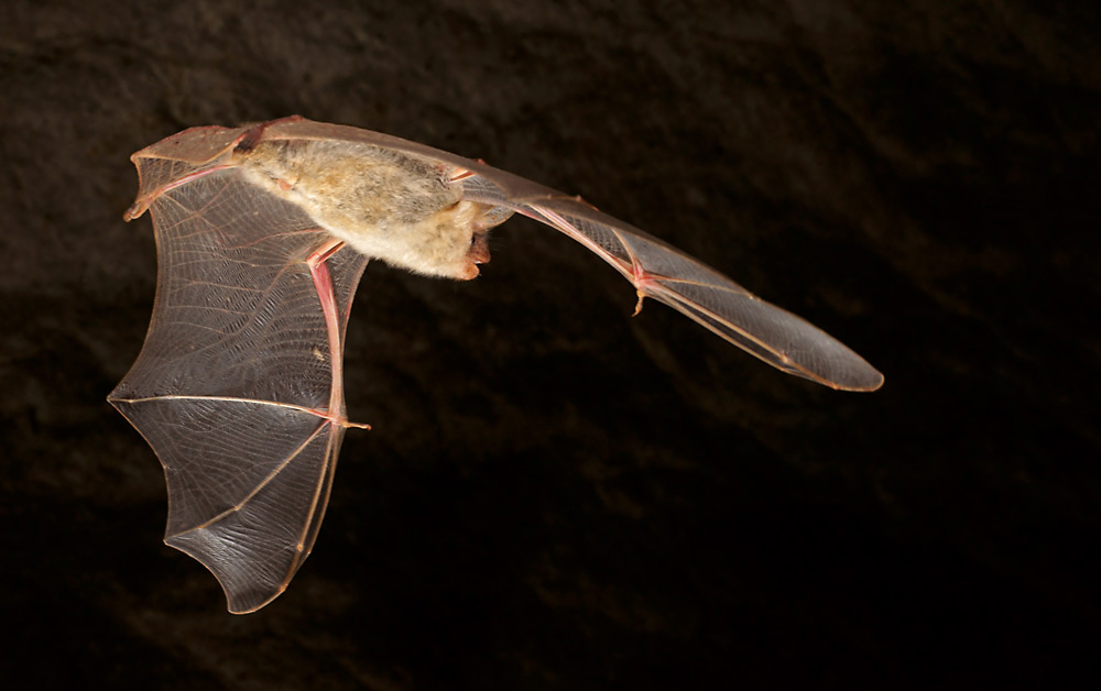 Großes Mausohr (Myotis myotis) ...