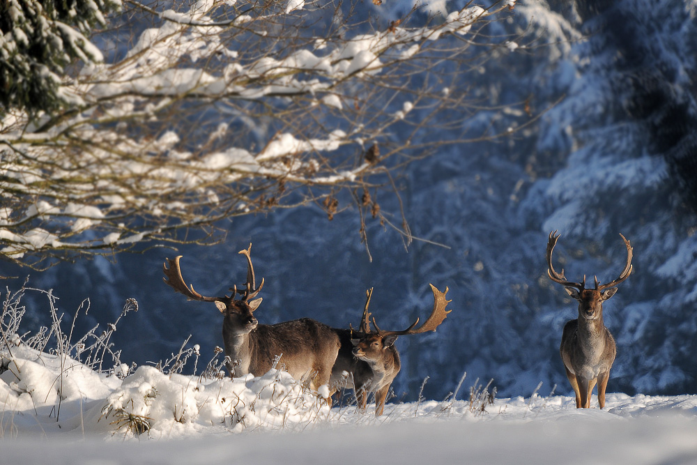 Damhirsch-Trio im Schnee