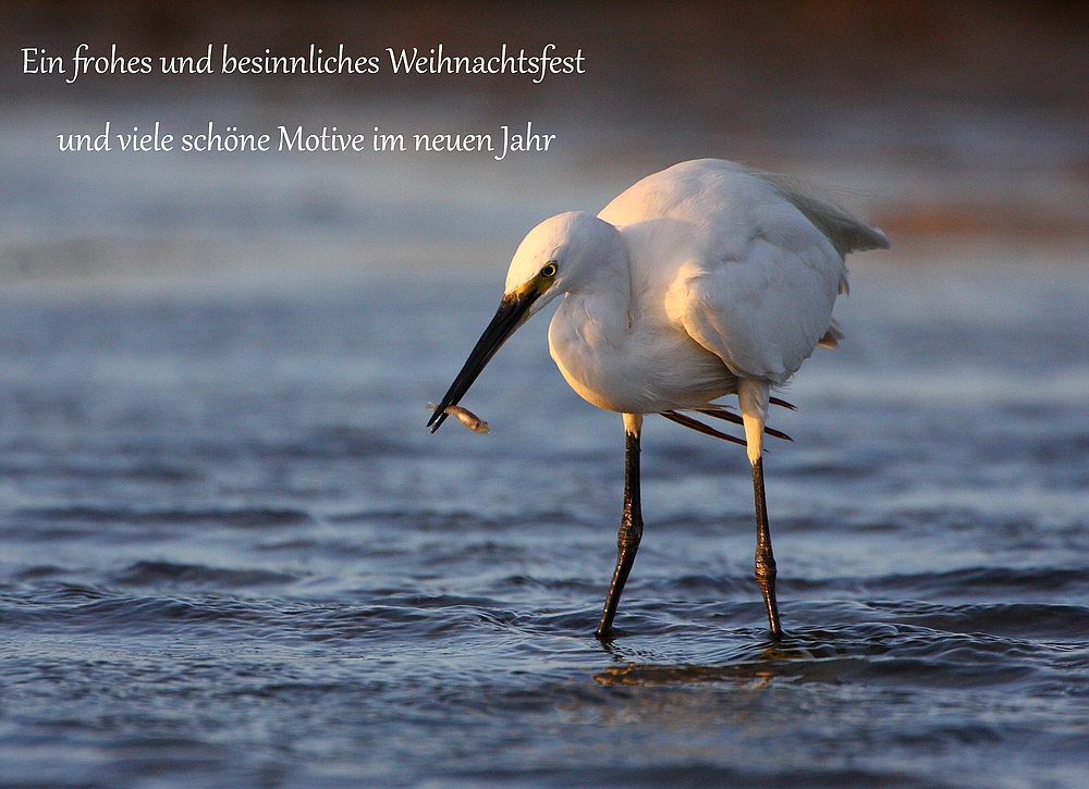 Weihnachtsgrüße (Forum für Naturfotografen)