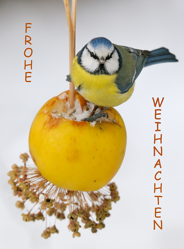 Weihnachtsgruß