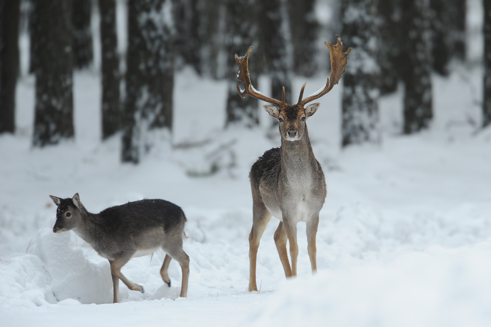 Weihnachts-Hirsche