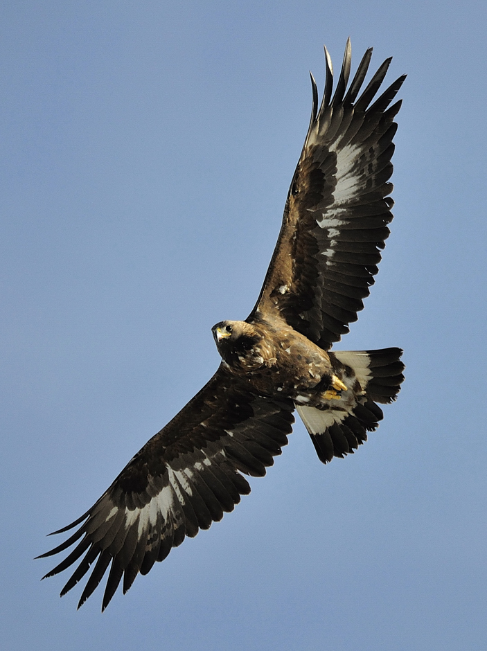 Steinadler