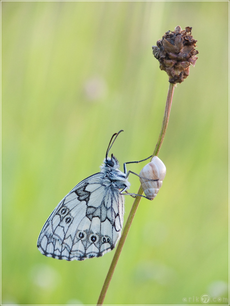 Schachbrettfalter - Melanargia galathea