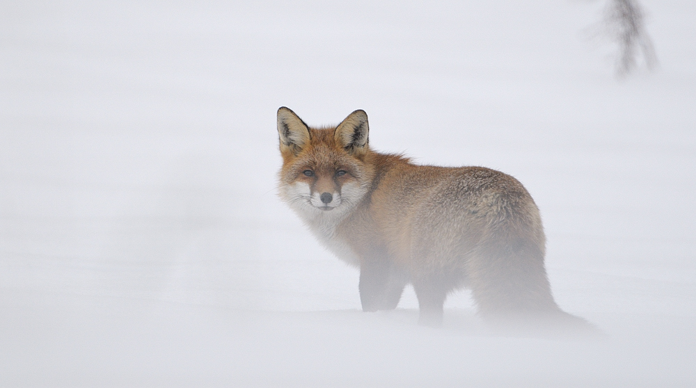 Fuchs im Schnee