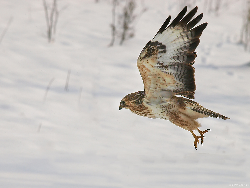 Mäusebussard auf der Jagd