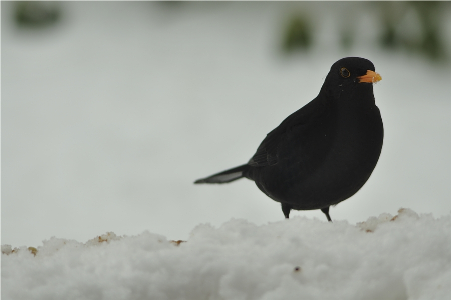 Amsel (Turdus merula)