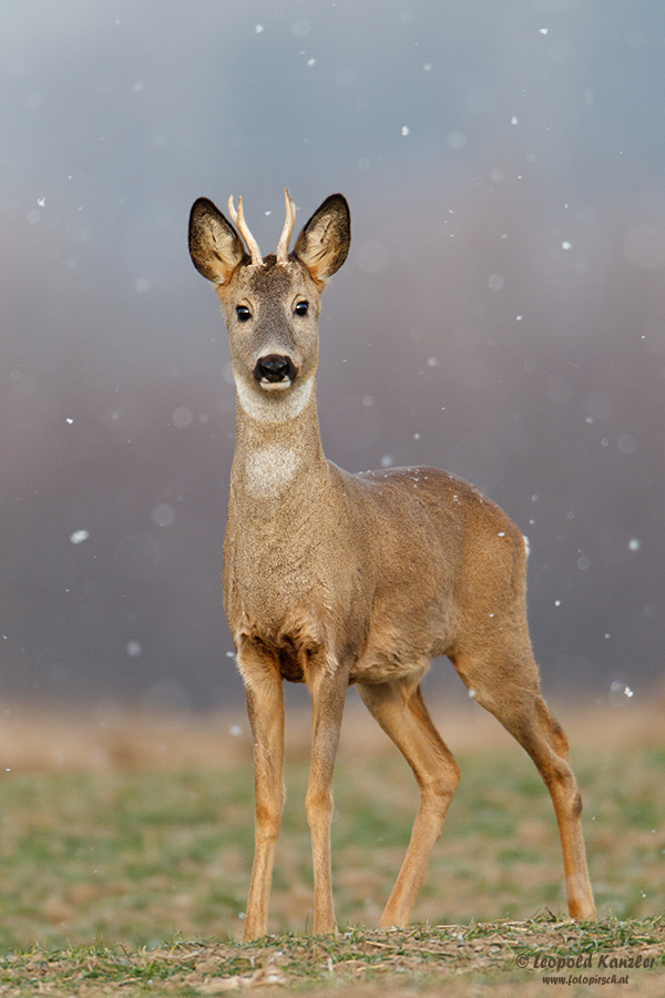 Leise rieselt der Schnee...