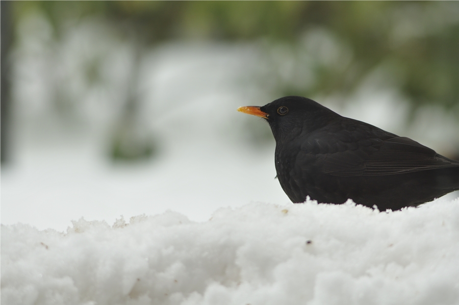 Amsel (2)