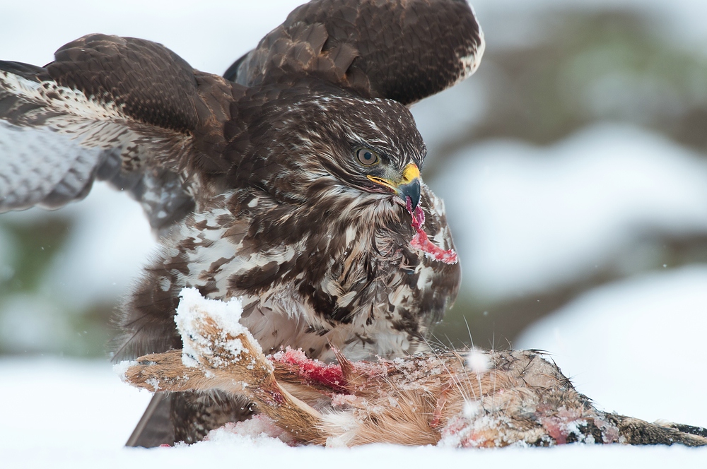 Mäusebussard (Buteo buteo)