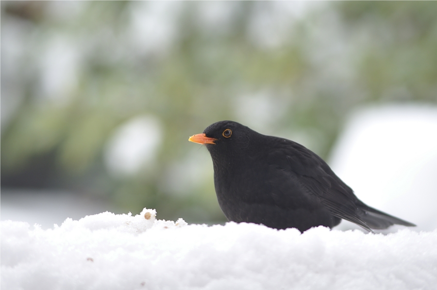 Amsel (3)