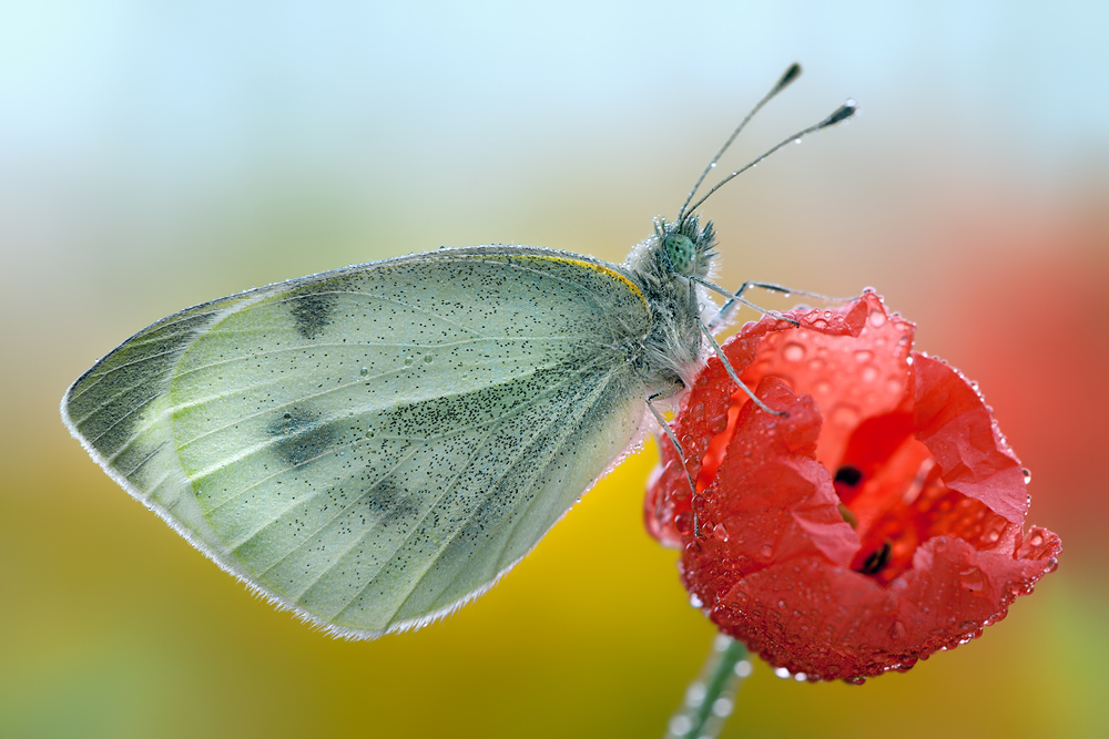 Pieris brassicae