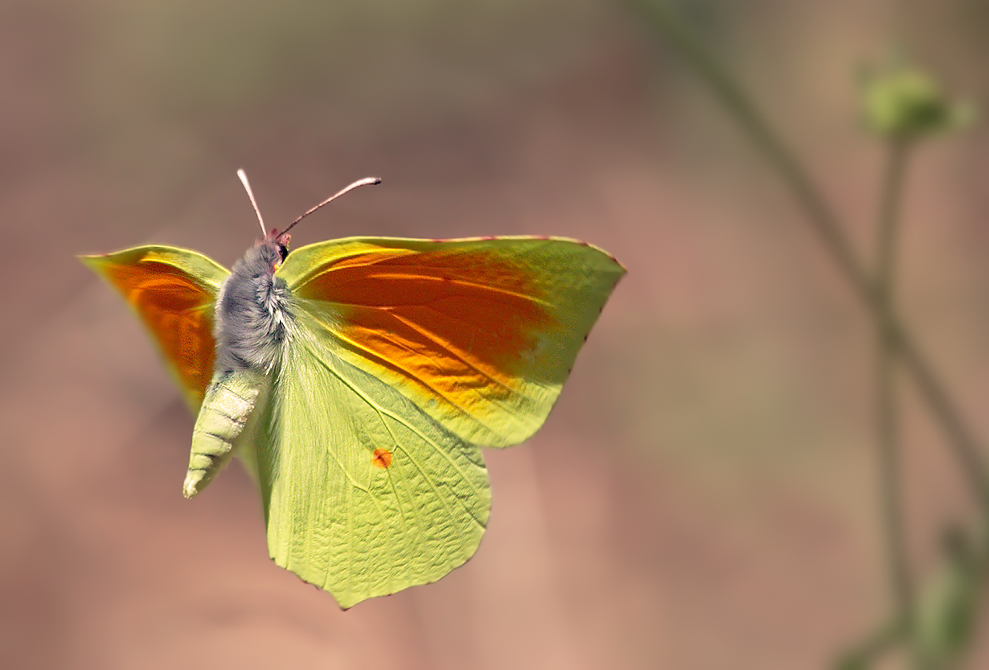 Cleopatrafalter im Flug