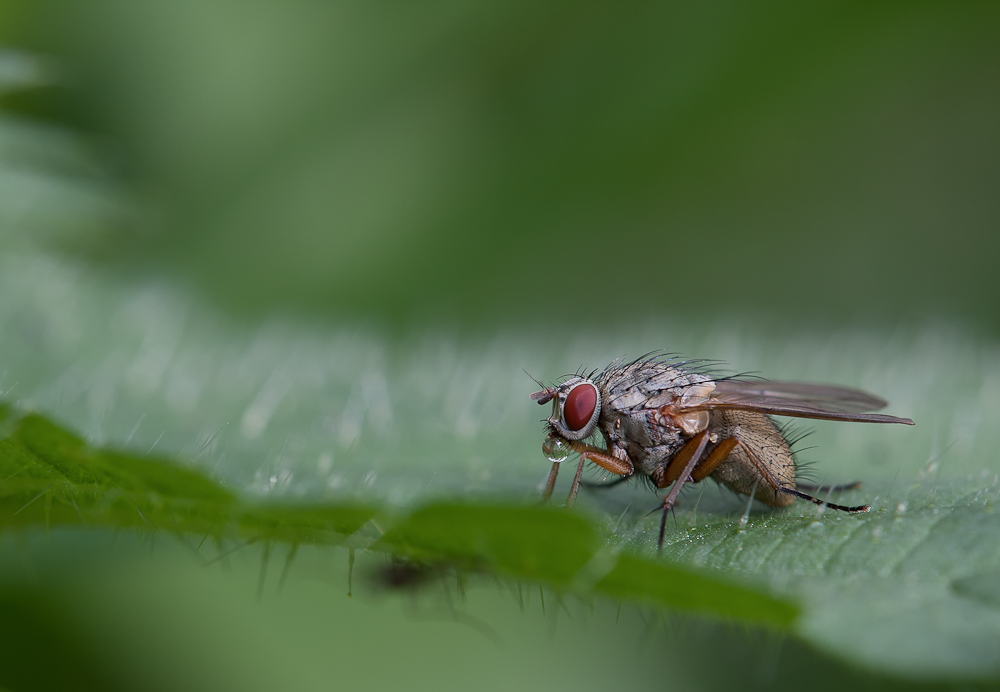 Fliege