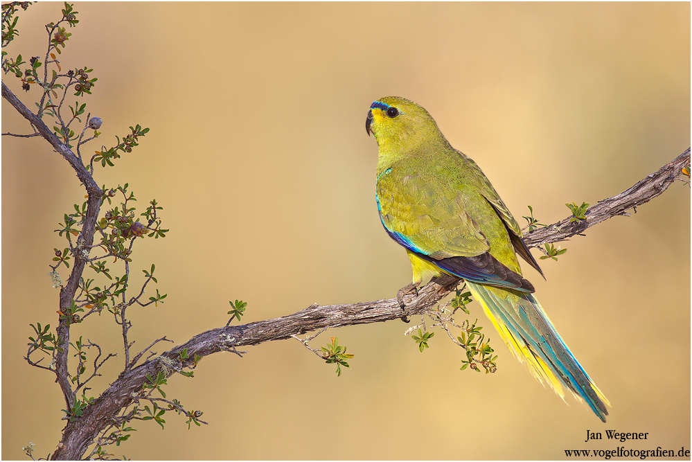 Schmucksittich (Neophema elegans) Elegant Parrot