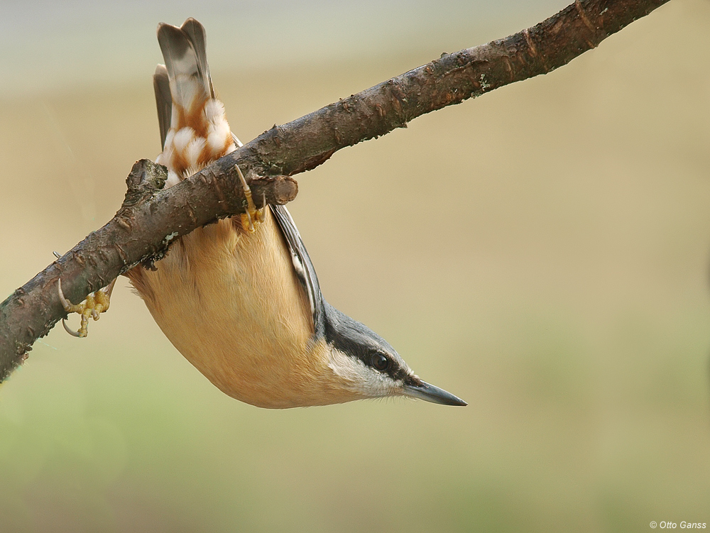 Kleiber (Sitta europaea)