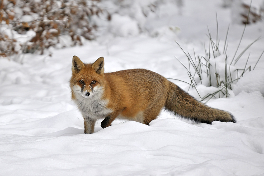 Rotfuchs am Winteransitz